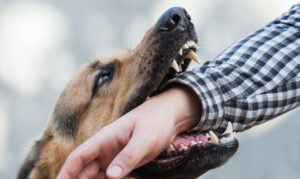 Why Dog Bite Victims in Wellington, FL, Trust The Injury Law Firm, PA